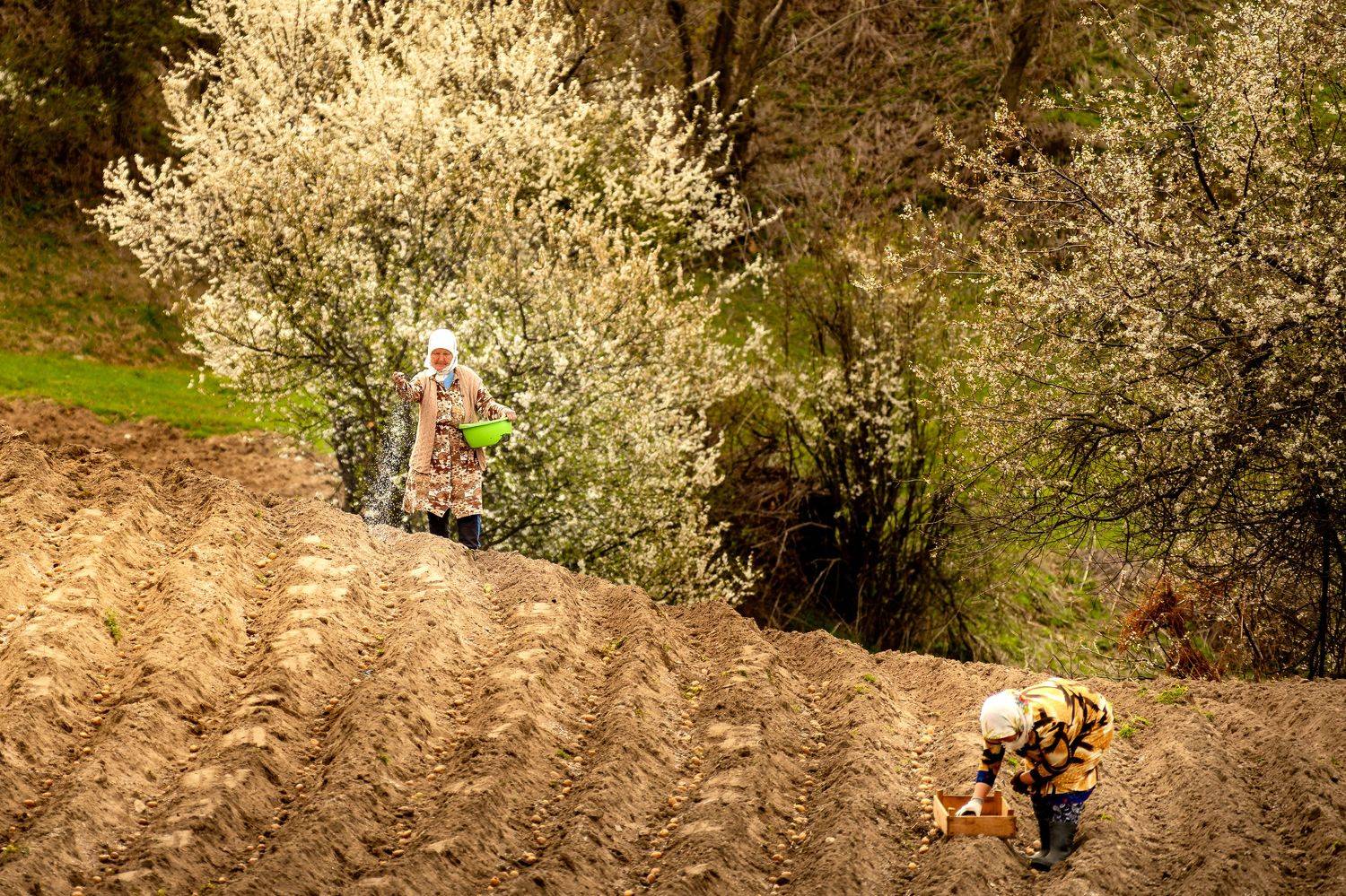 , Пламен Куденко