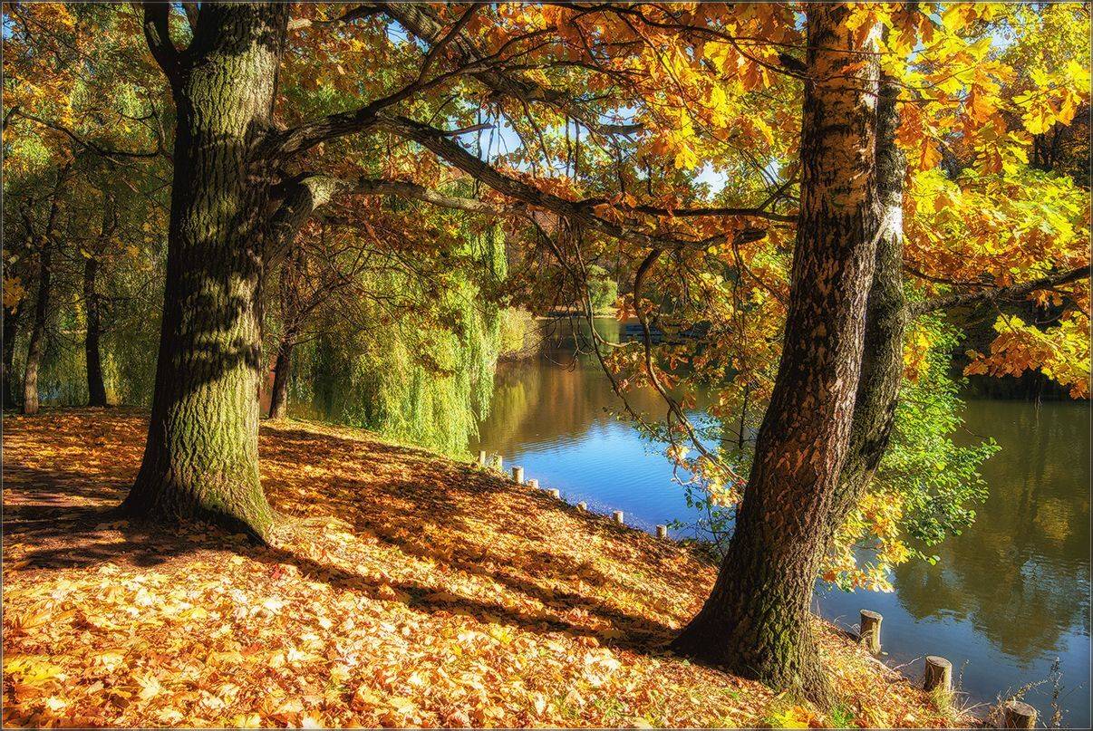 москва, осень, парк, пруд, АНАТОЛИЙ ДОВЫДЕНКО