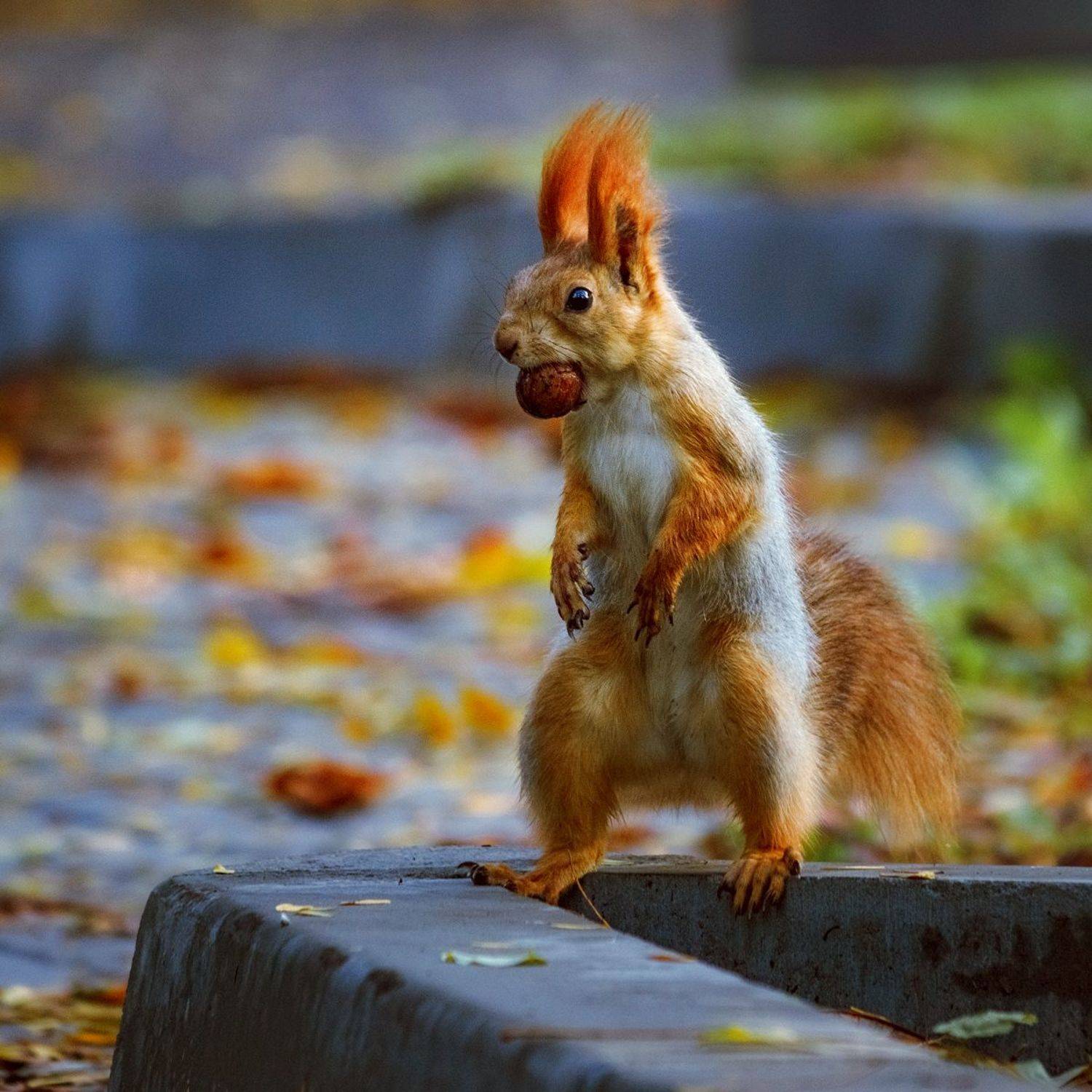 canon 55-250, beautiful, красивый, moment, момент, nature, природа, осенняя, autumn, fall, осень, wildlife, animal, животное, fluffy, пушистый, red, рыжая, squirrel, белка,, Наталья Терентьева