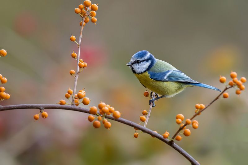 W koralikach фото превью