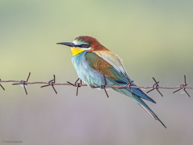 Золотистая щурка фото превью