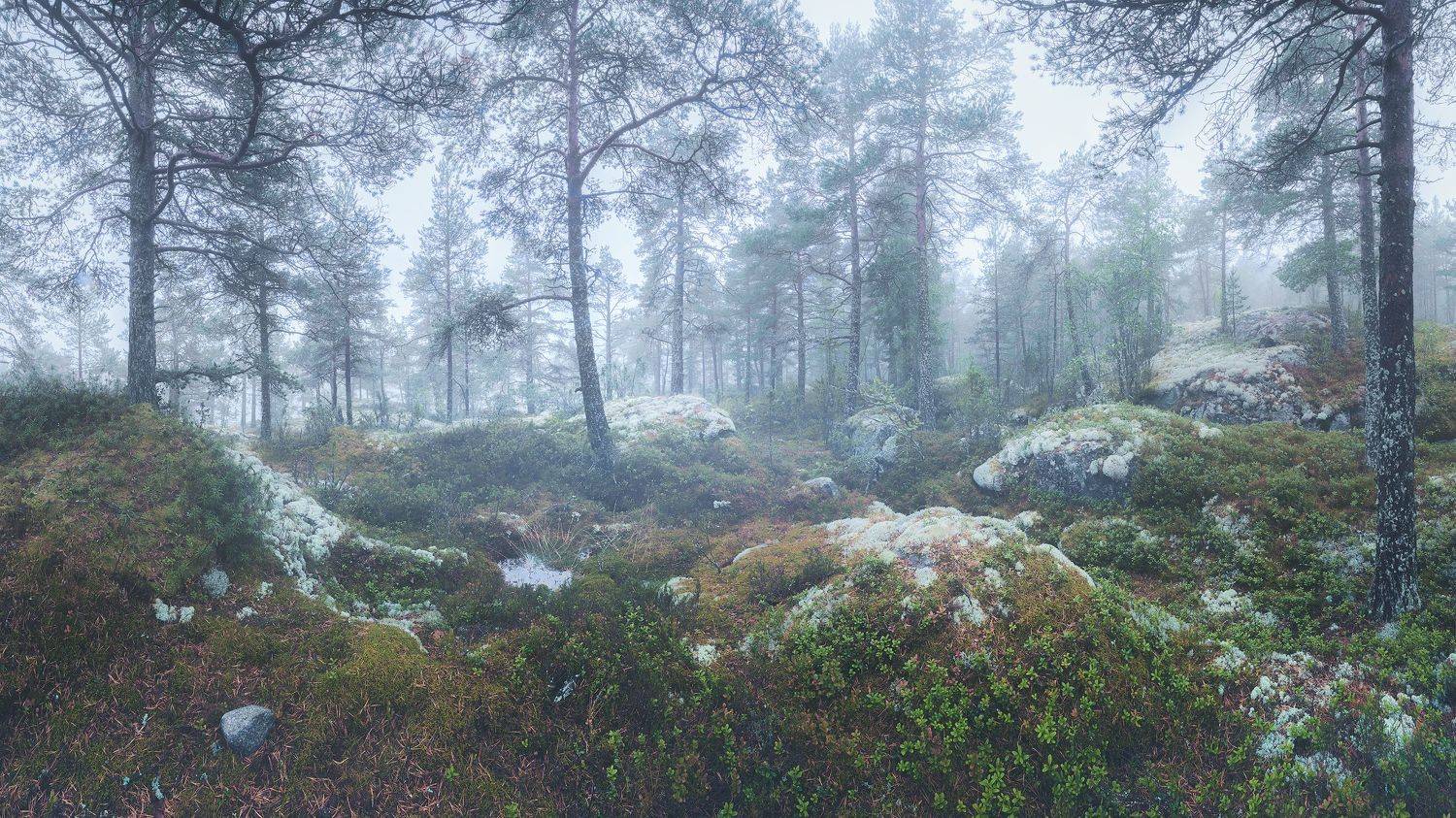 Ладога, Антон Кононов