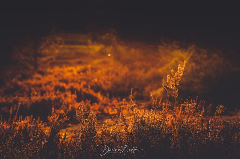 Wrzos фото превью