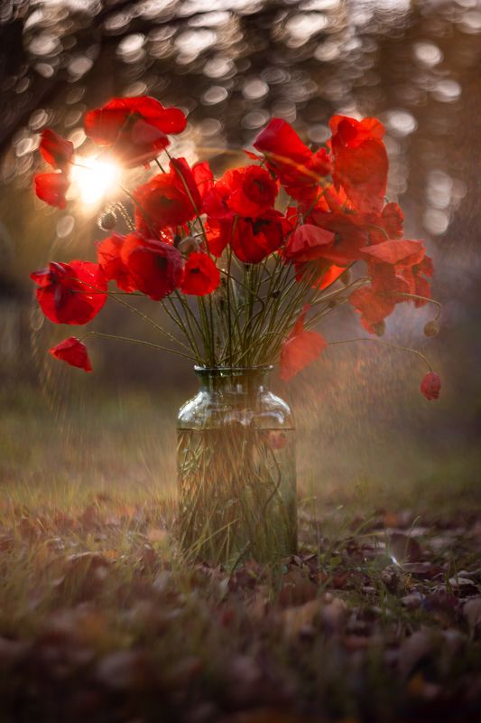 В лучах заходящего октябрьского солнца фото превью