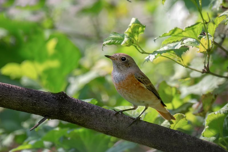птица, горихвостка, слёток, горихвостка (слёток) фото превью