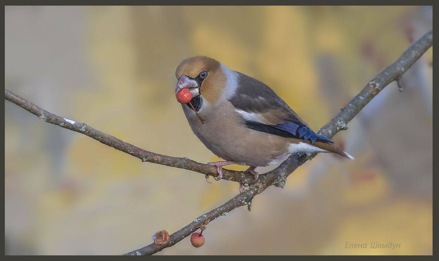 bird of prey, animal, birds, bird,  animal wildlife,  nature,  animals in the wild, hawfinch, дубонос, птицы, птица, Елена Швыдун