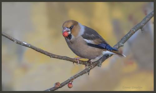 Hawfinch
