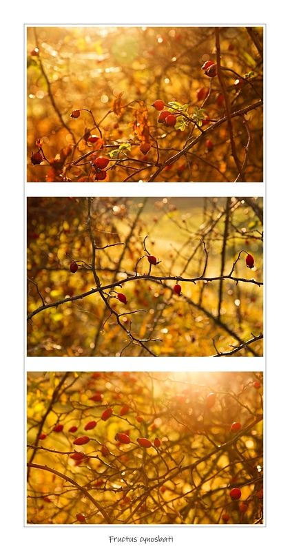 Fructus cynosbati фото превью