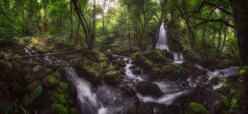 the Enchanted Forest