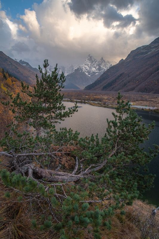 ЛЕНИВАЯ СОСНА фото превью