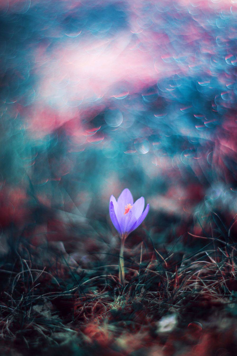 green,blue,bokeh,flowers,white,zenit,helios,nikon,light,nature,exterior,purple,, Борислав Алексиев