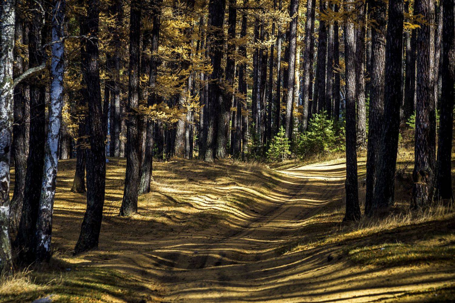 , Андрей Шарапов