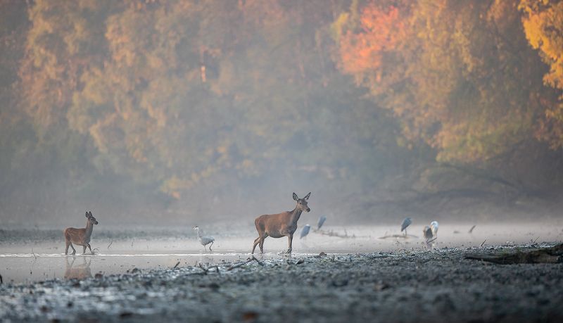 *** фото превью
