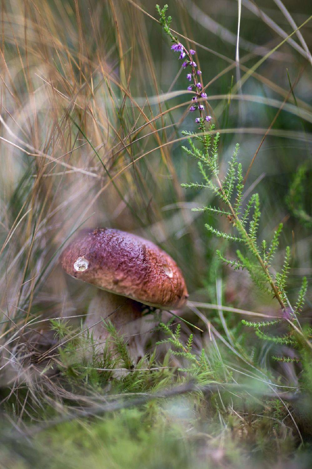 белый гриб,осенние краски ,гелиос 44-3, Ирина Горюкина