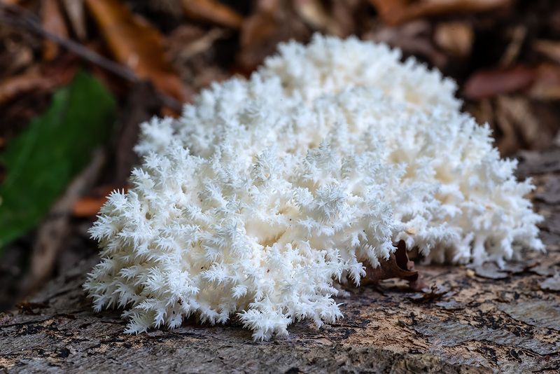 Ежик фото превью