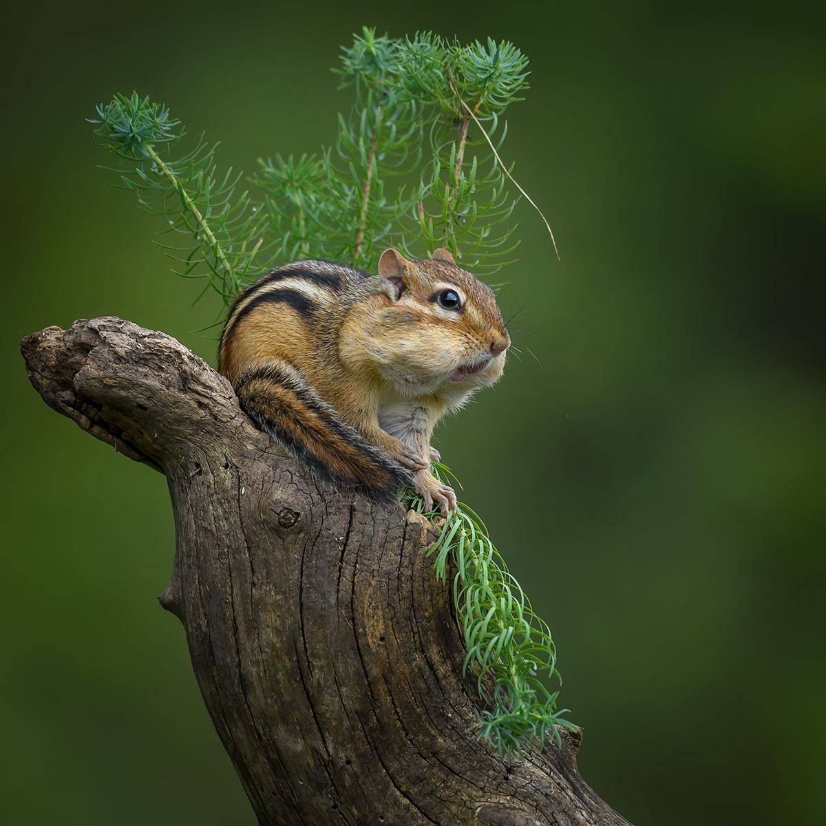 chipmunk, wildlife,animal, AlexsanderBB