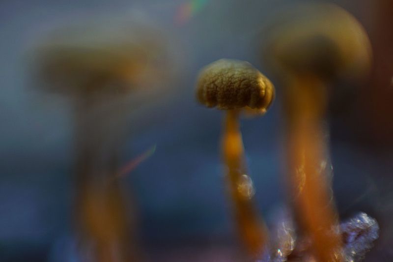 макро живопись гриб поганка   фото превью