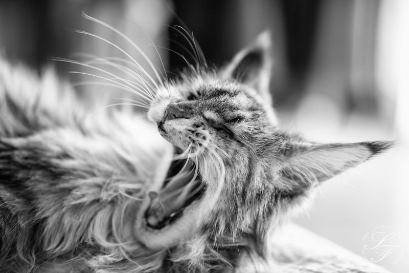 Kora фото превью