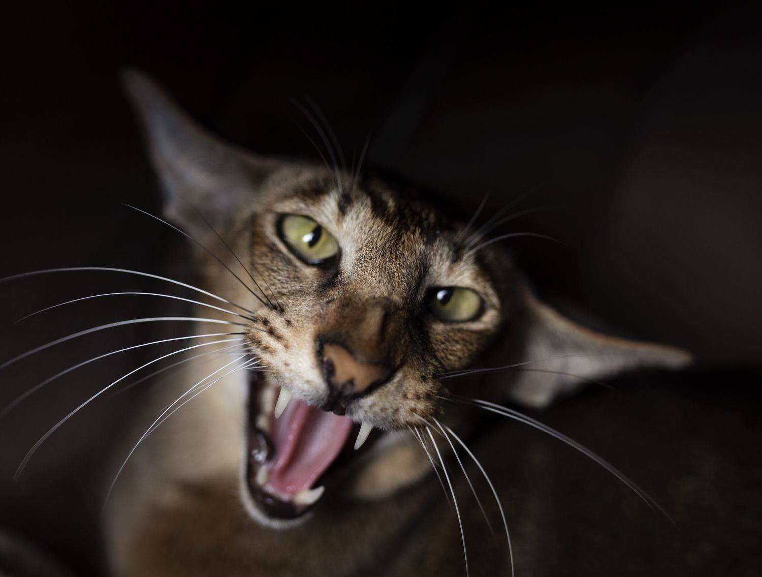 cat, animal, pet, feline, kitten, domestic, fur, red, orange, animals, pets, mammal, kitty, cats, tabby, ginger, furry, sleep, eyes, looking, fluffy, adorable, cute, hair, whiskers, Анжелика Костин