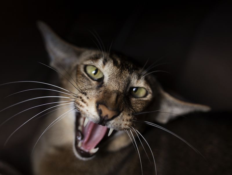 cat, animal, pet, feline, kitten, domestic, fur, red, orange, animals, pets, mammal, kitty, cats, tabby, ginger, furry, sleep, eyes, looking, fluffy, adorable, cute, hair, whiskers like a tiger фото превью