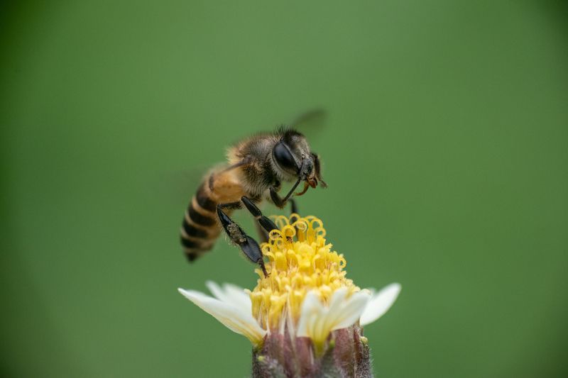 Bee Touching Its Face фото превью
