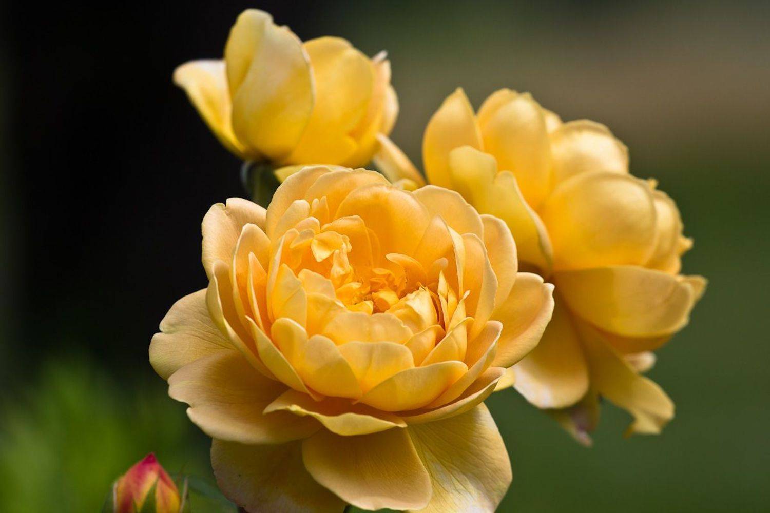 flowers, garden, golden celebration, rose, цветы, садовые, роза, Алексей Юденков