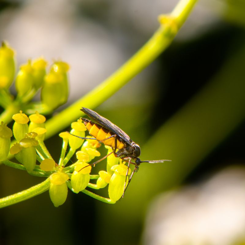 Mosquito with a yellow belly фото превью