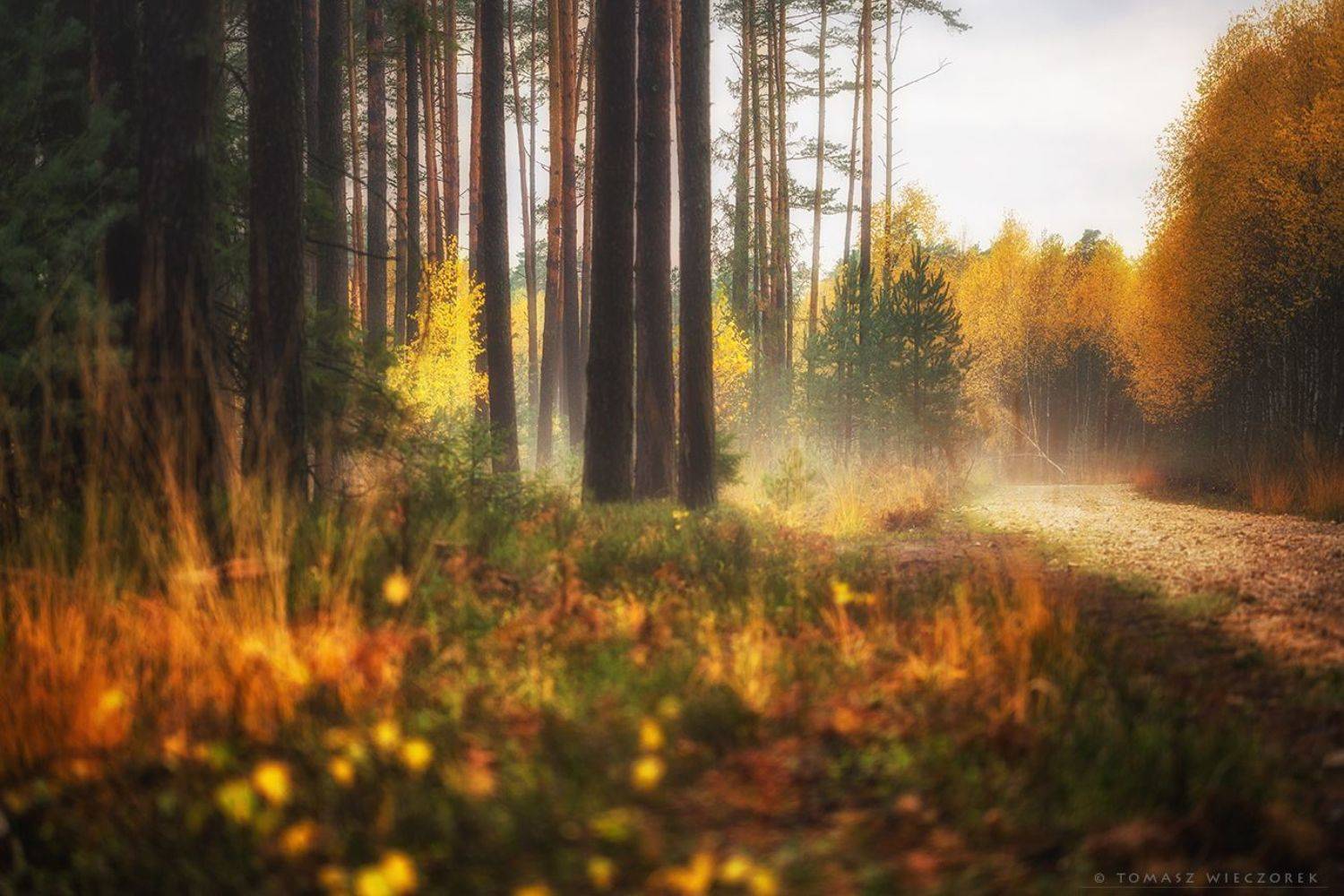 landscape, poland, light, autumn, awesome, amazing, sunrise, sunset, lovely, nature, travel, forest, trees, orange, road, colors, Tomasz Wieczorek