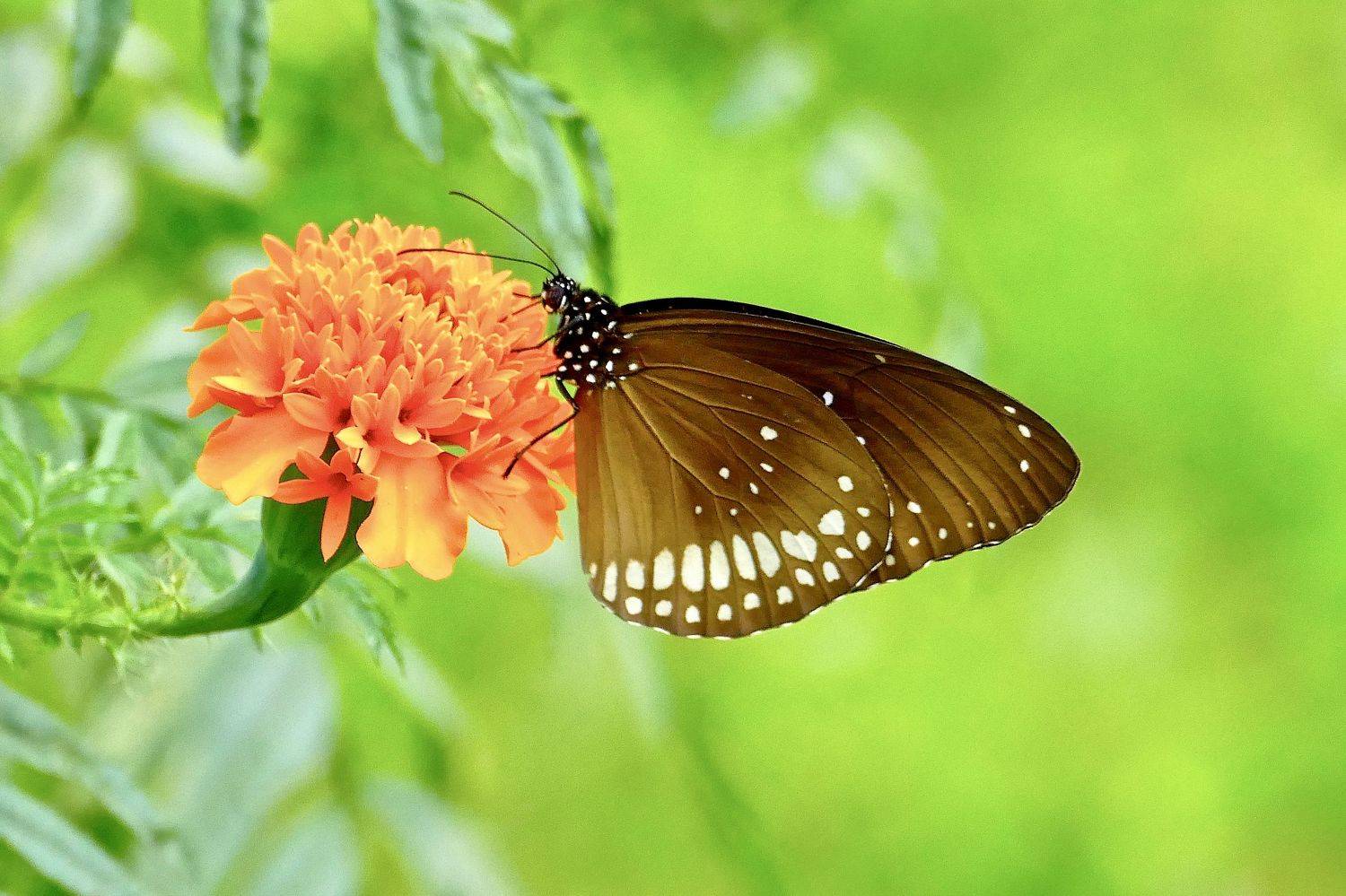Macro, butterfly, common crow, colors, Sri Lanka, orange, green, insekt, flora, flowers, , Svetlana Povarova Ree