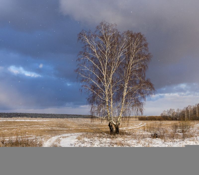 береза, дорога, снег, небо  Береза фото превью