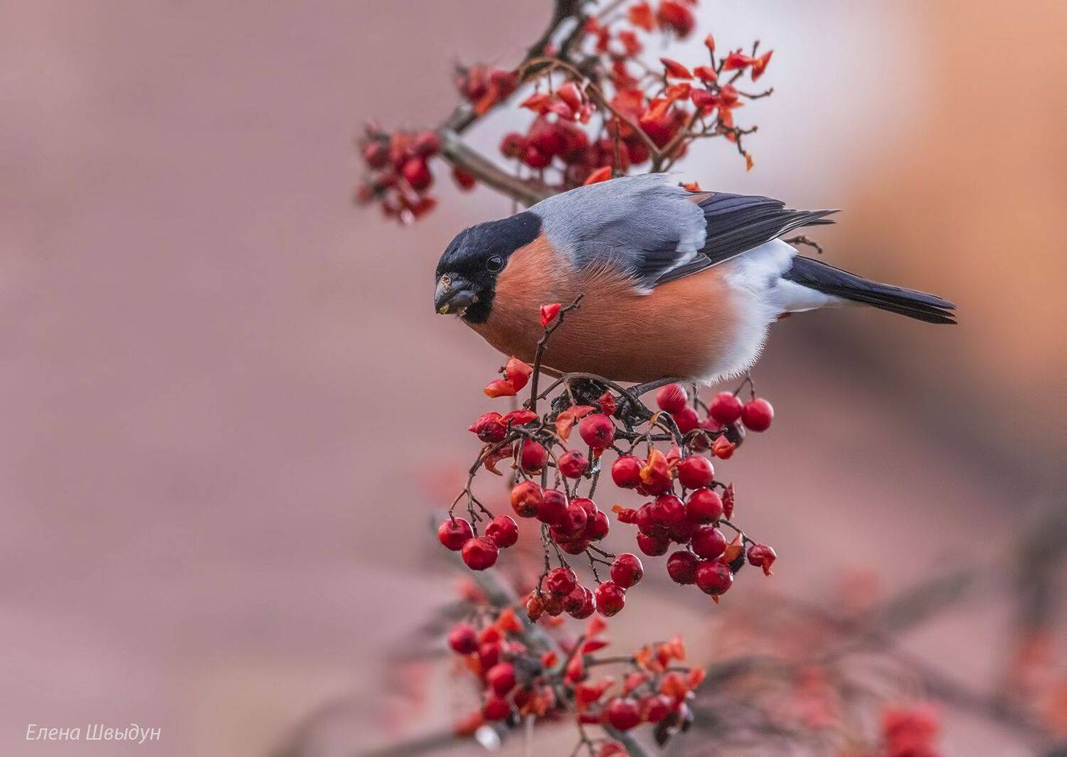 bird of prey, animal, birds, bird,  animal wildlife,  nature,  animals in the wild, снегирь, bullfinch, птицы, птица, Елена Швыдун