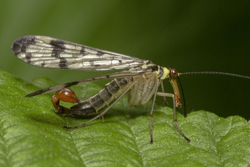 Скорпионница фото превью