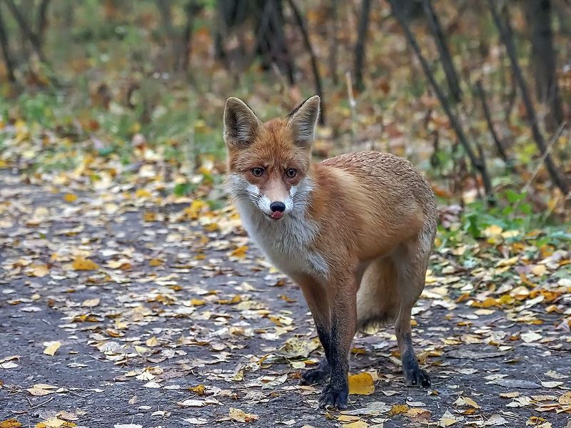 довольная лиса фото превью