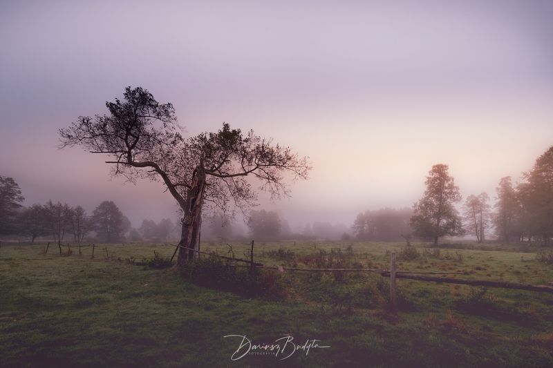 Drzewo we mgle фото превью