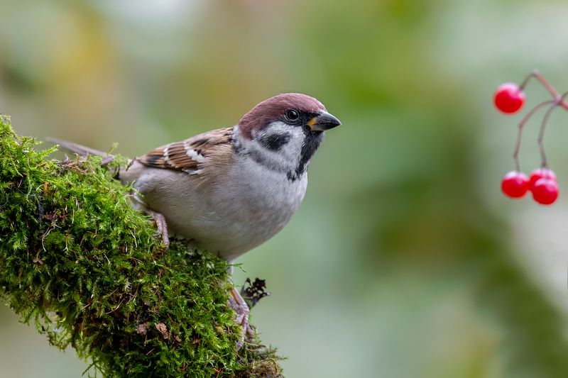 Mazurek фото превью