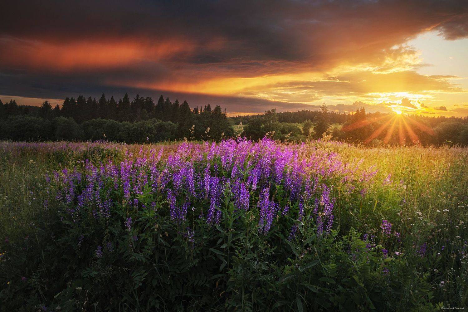 закат, лето, поле., Смольский Евгений