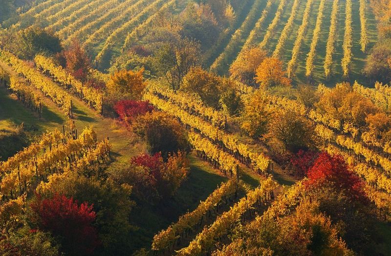 Autumn vineyard фото превью