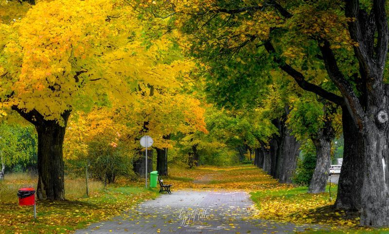 autumn  avenue  nature  morning  leaves  trees  autumn colors  maples  landscape  October 2021  light  human  walk Autumn triumph of maples (2) фото превью