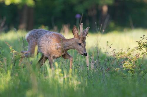 Встреча на рассвете