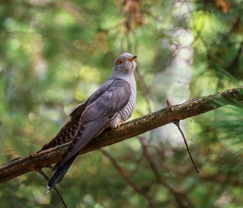 Кукушка (самец) .