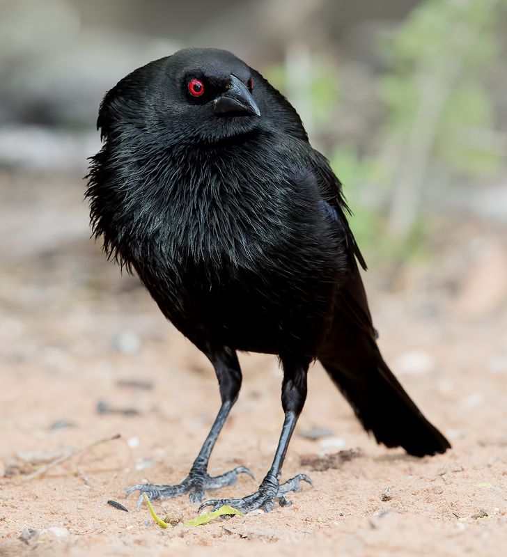 bronzed cowbird, красноглазый коровий трупиал,  трупиал, texas Bronzed Cowbird - Красноглазый коровий трупиал фото превью