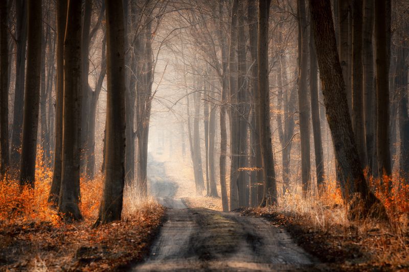 In the forest. фото превью