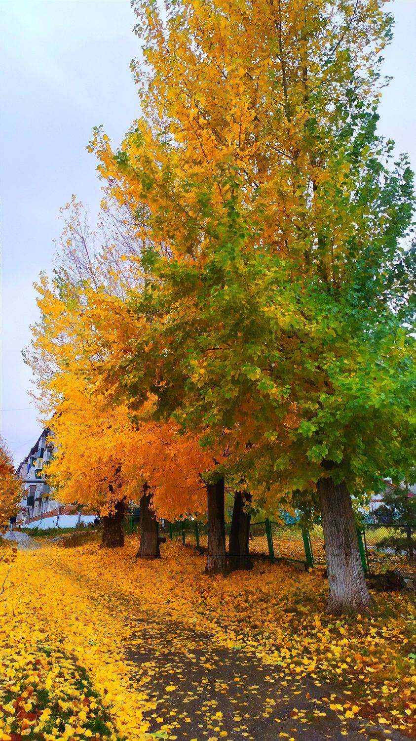 , Лозгачев Алексей