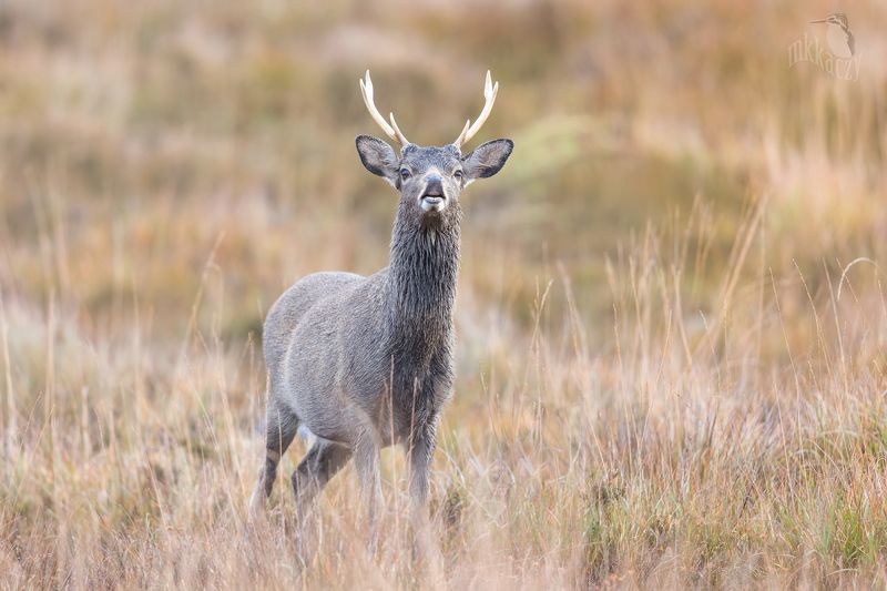 Wąchacz фото превью
