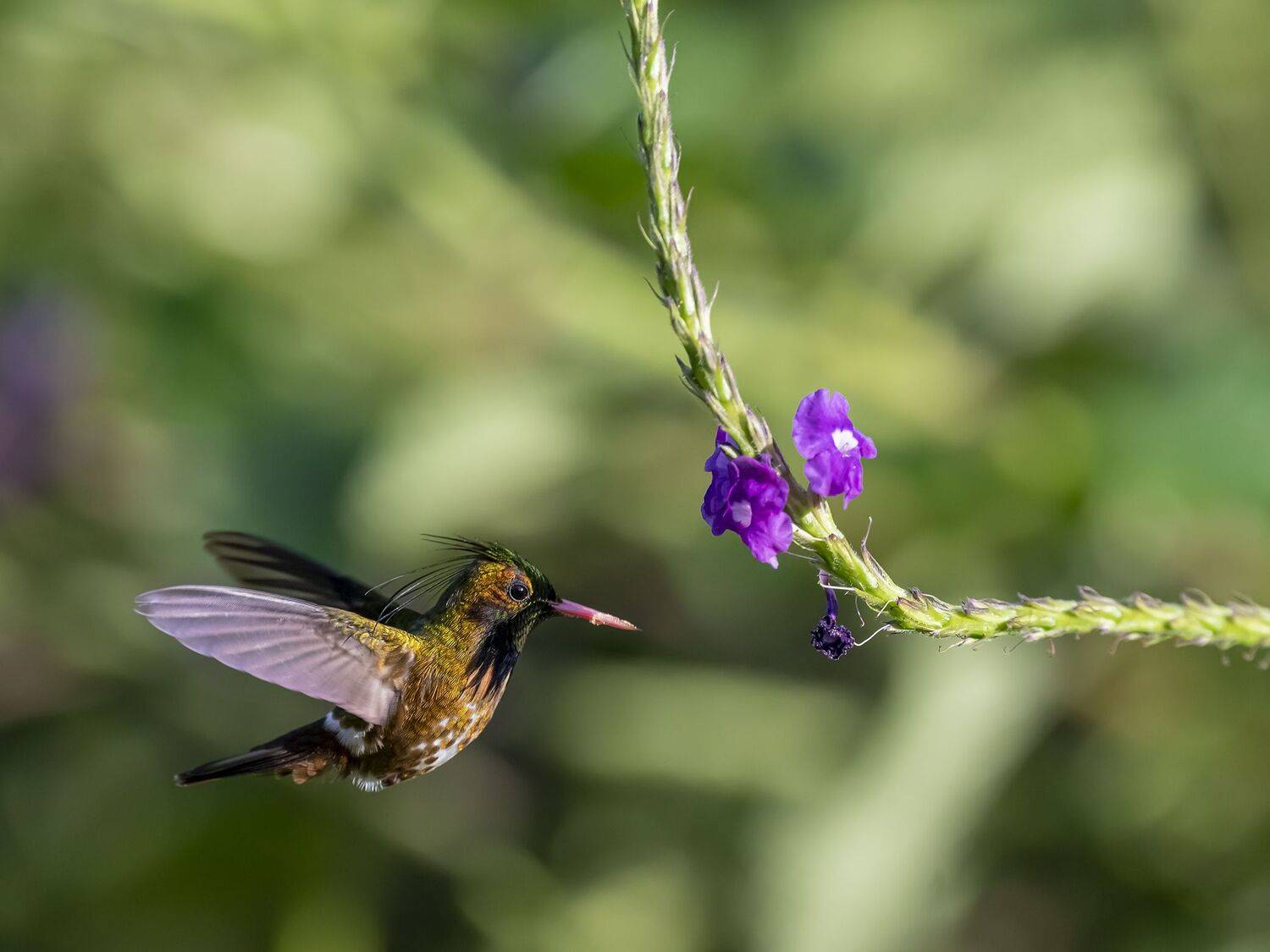 , Fernando Burgalin Sequeira