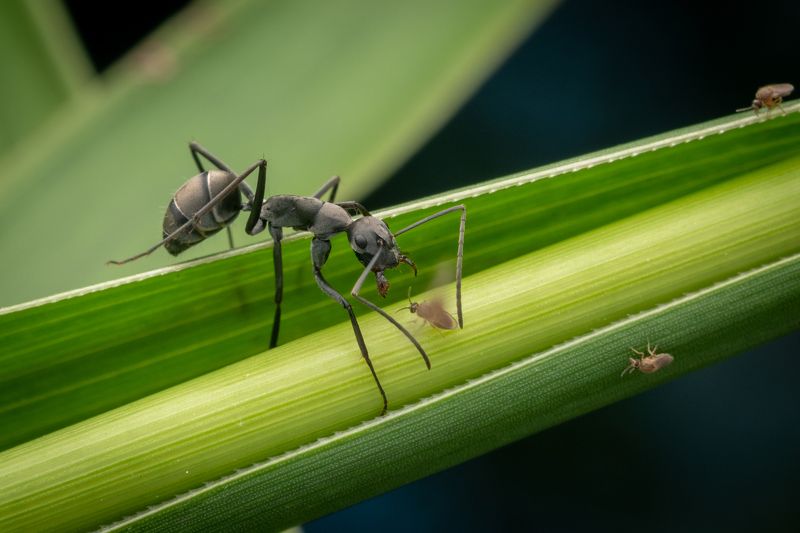 Flies Vs Ant  фото превью