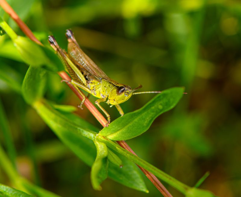 Grasshopper фото превью