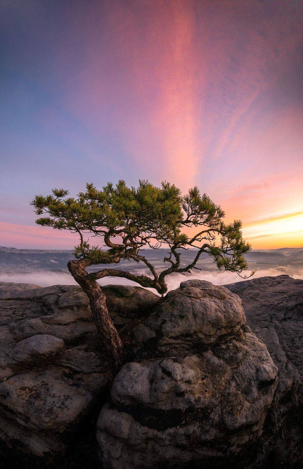 tree, bonsai, sunrise, germany, landscape, morning, Mateusz Malinowski
