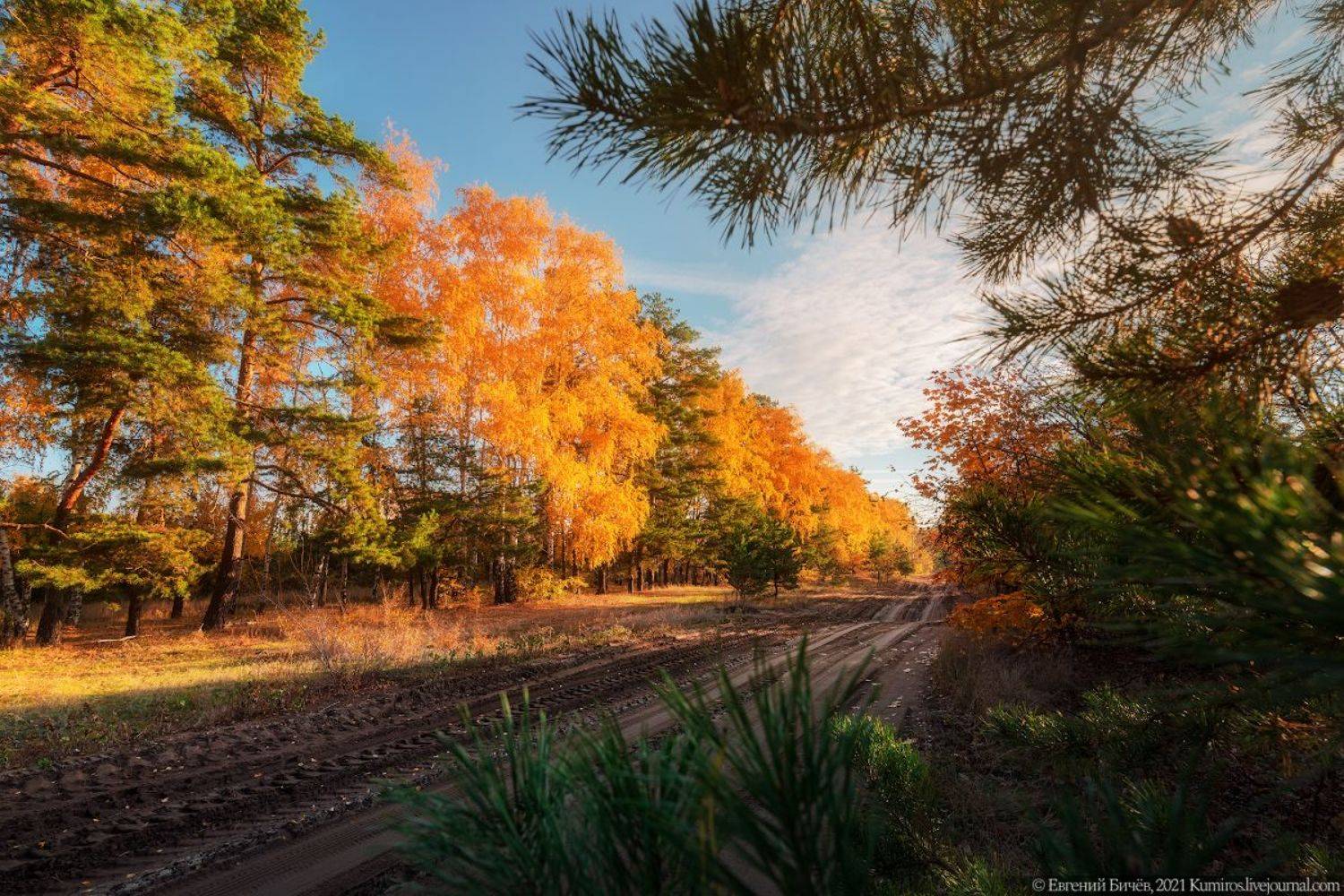 воронеж, осень, 2021, Евгений Бичёв