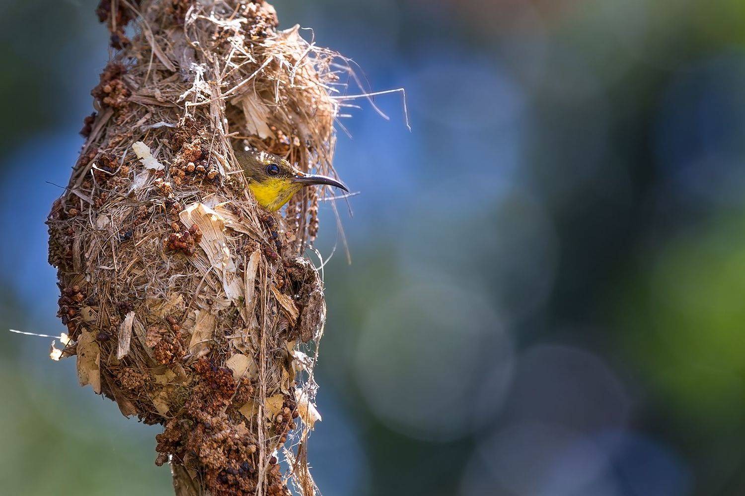 , Сергей Савви